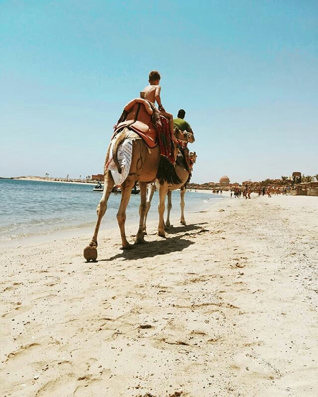 camels
