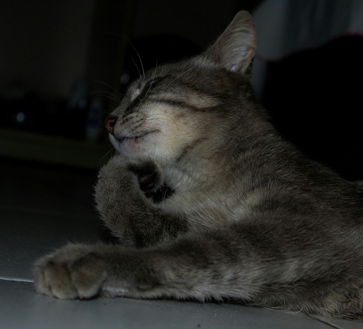 cat