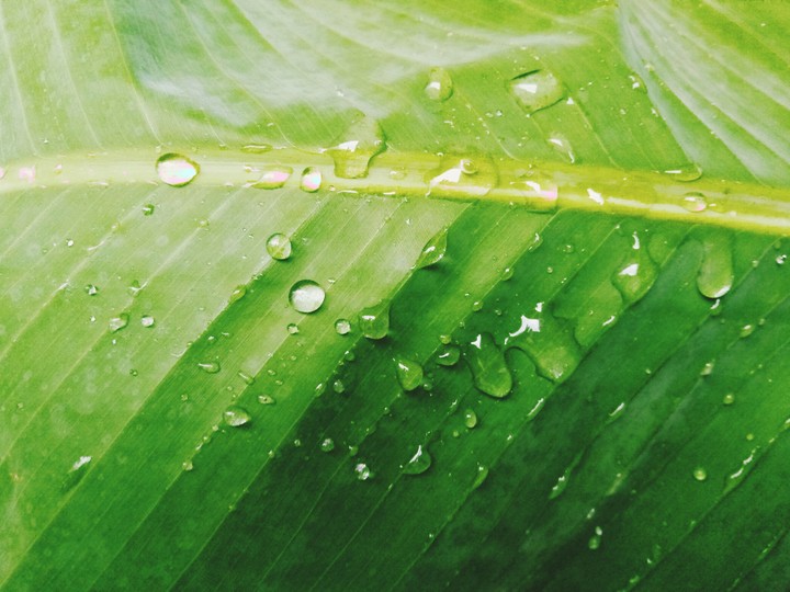thrust leaf