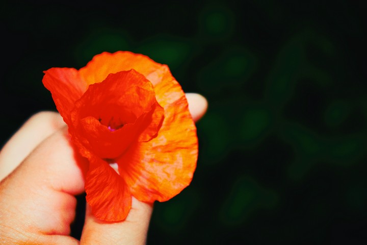 Poppy