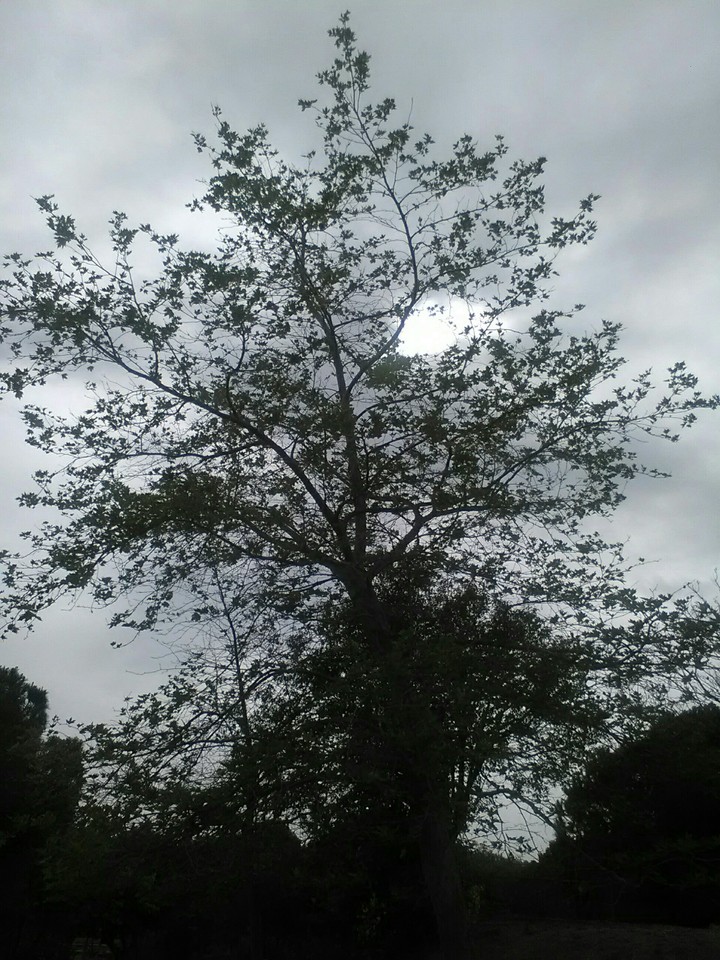 poor sunset