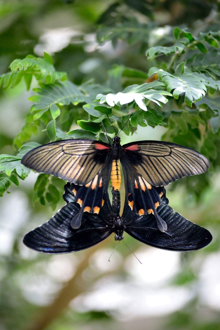 butterfly