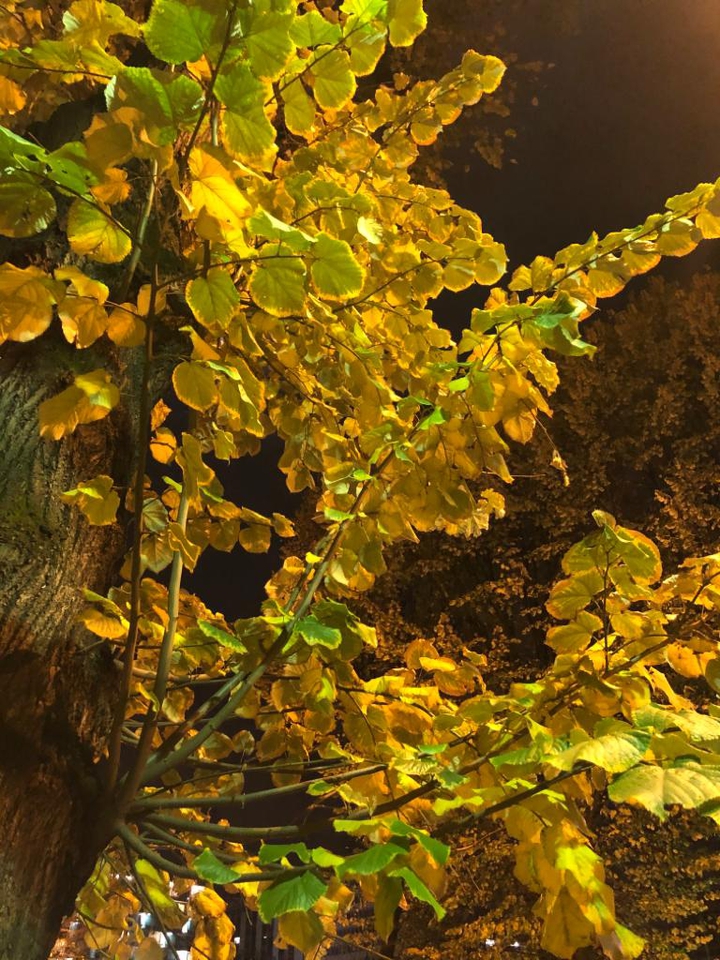 Golden Tree
