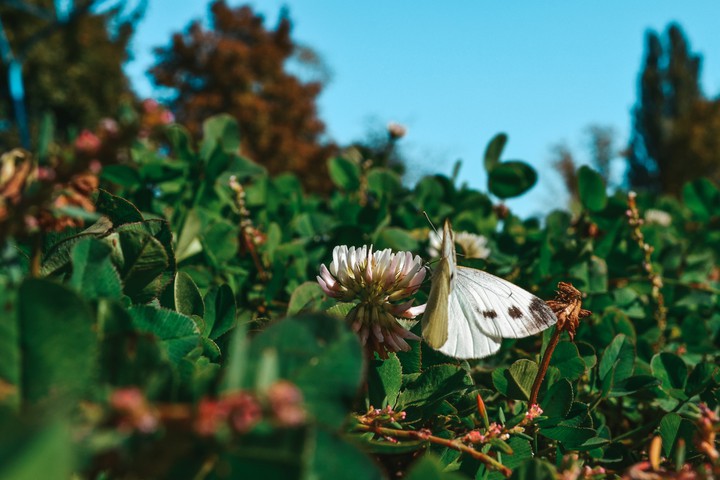 butterfly