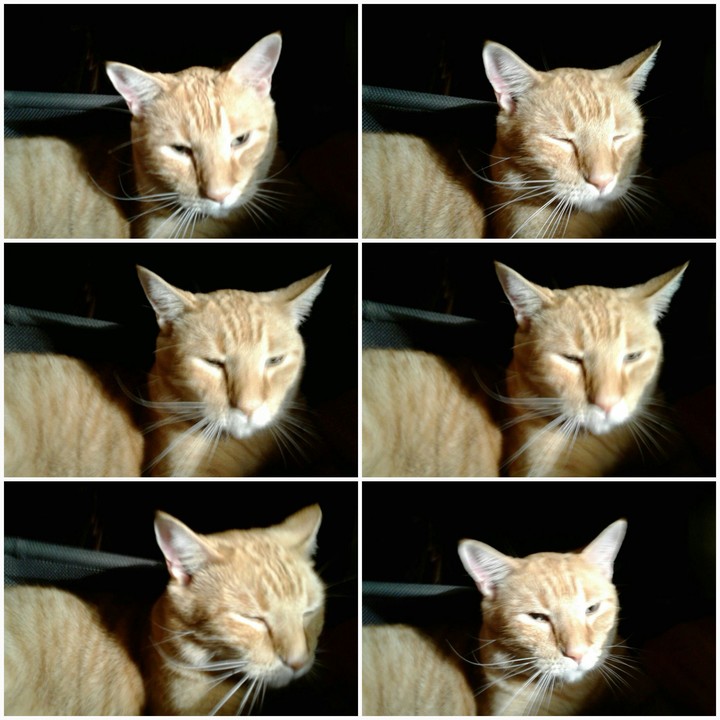 Cat Collage