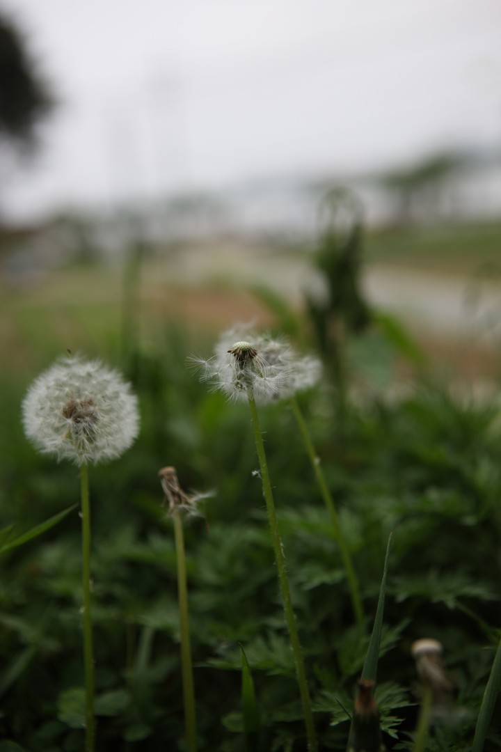Dandelion