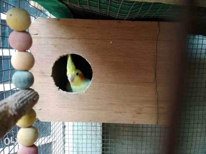 Cockateil