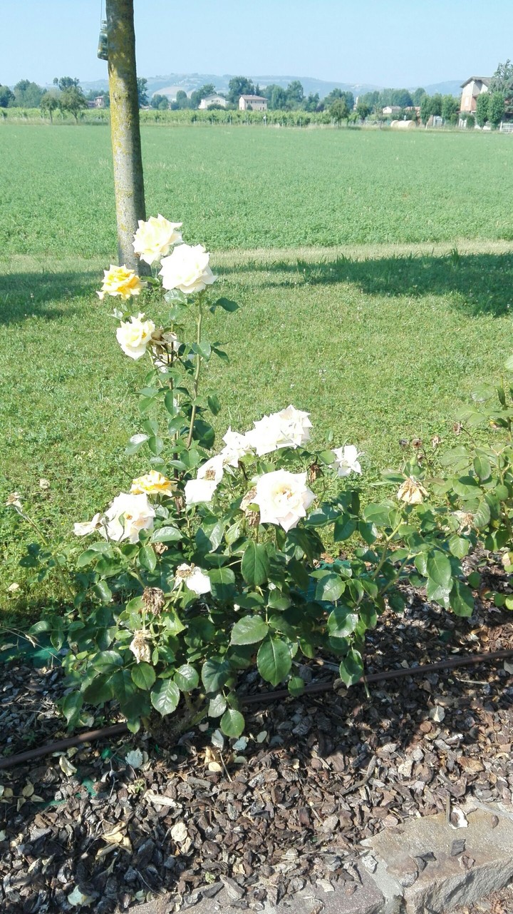 White rose