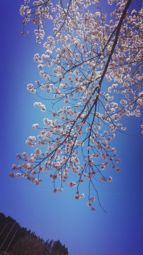 青空と桜色
