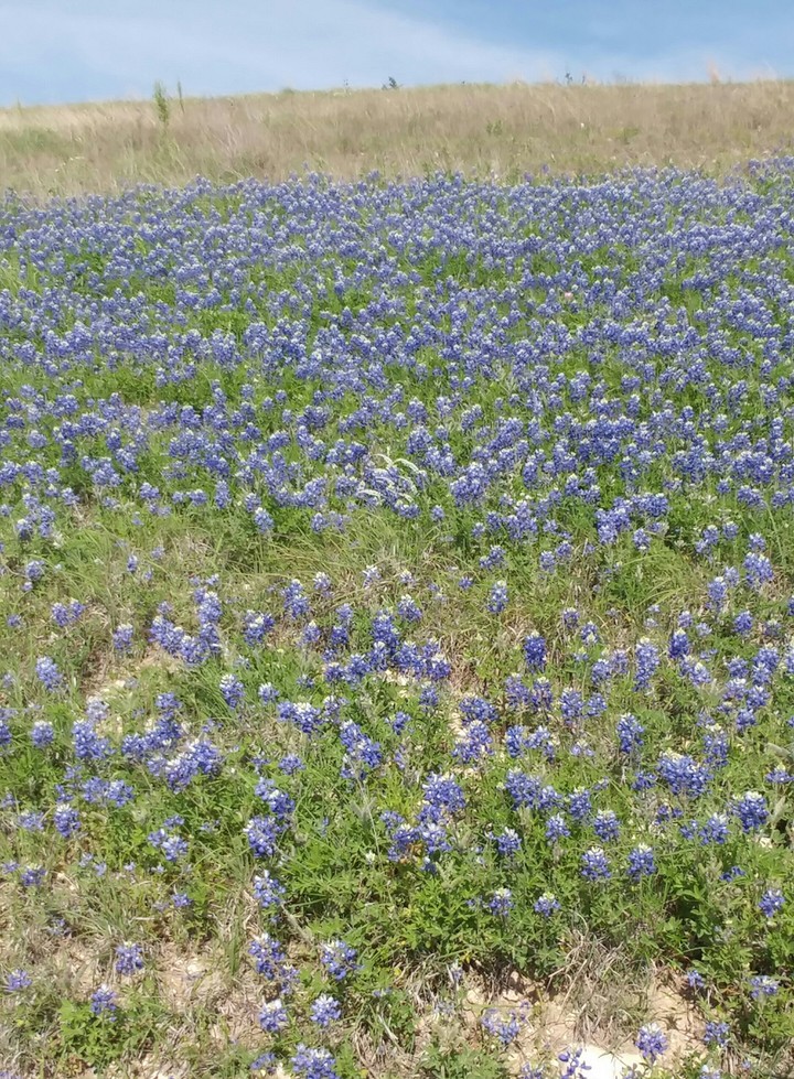Springtime in Texas