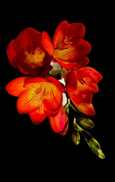 red love