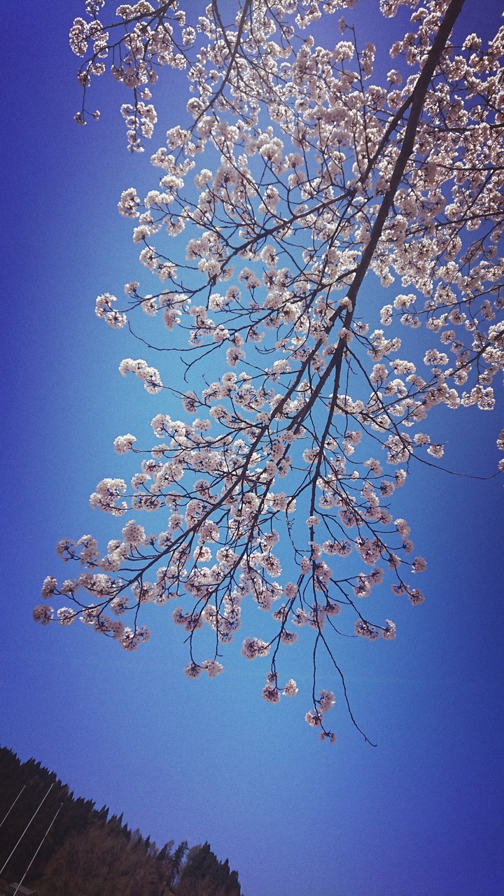 青空と桜色