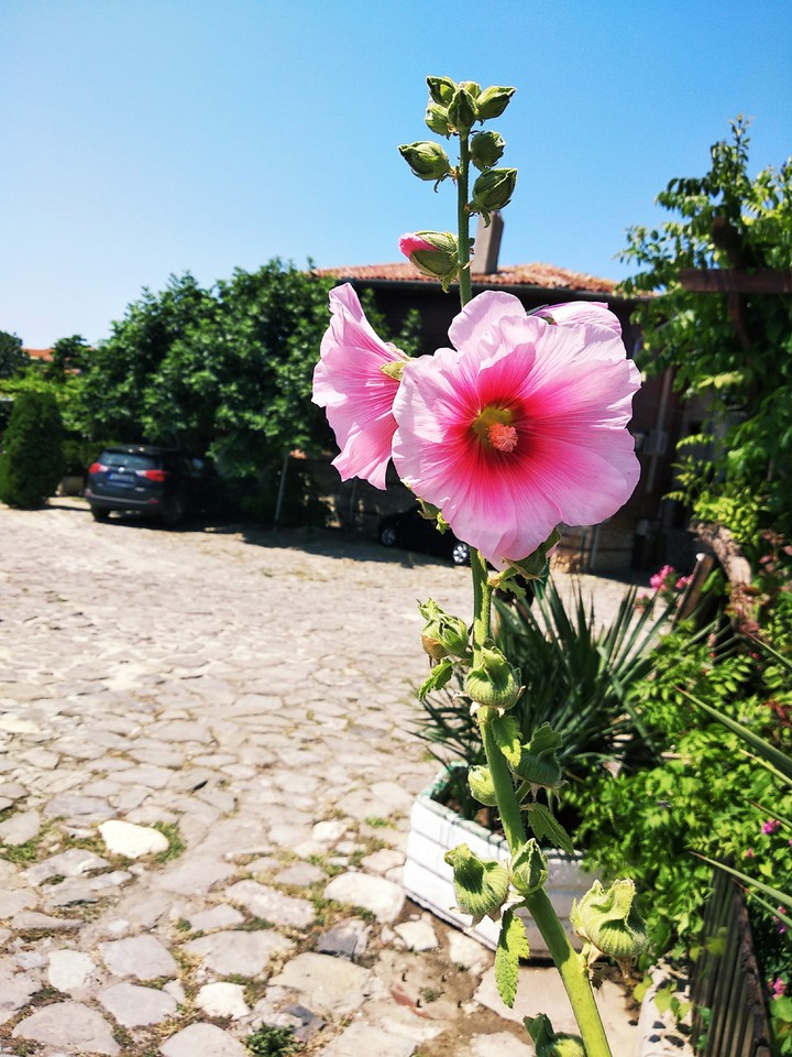 a pink hollyhock, Old Nessebar