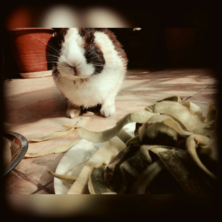 Rabbit