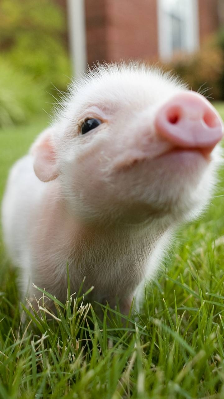cute