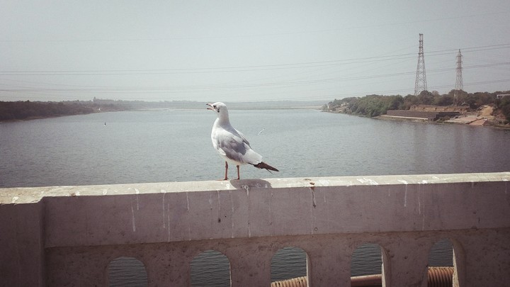 cute bird