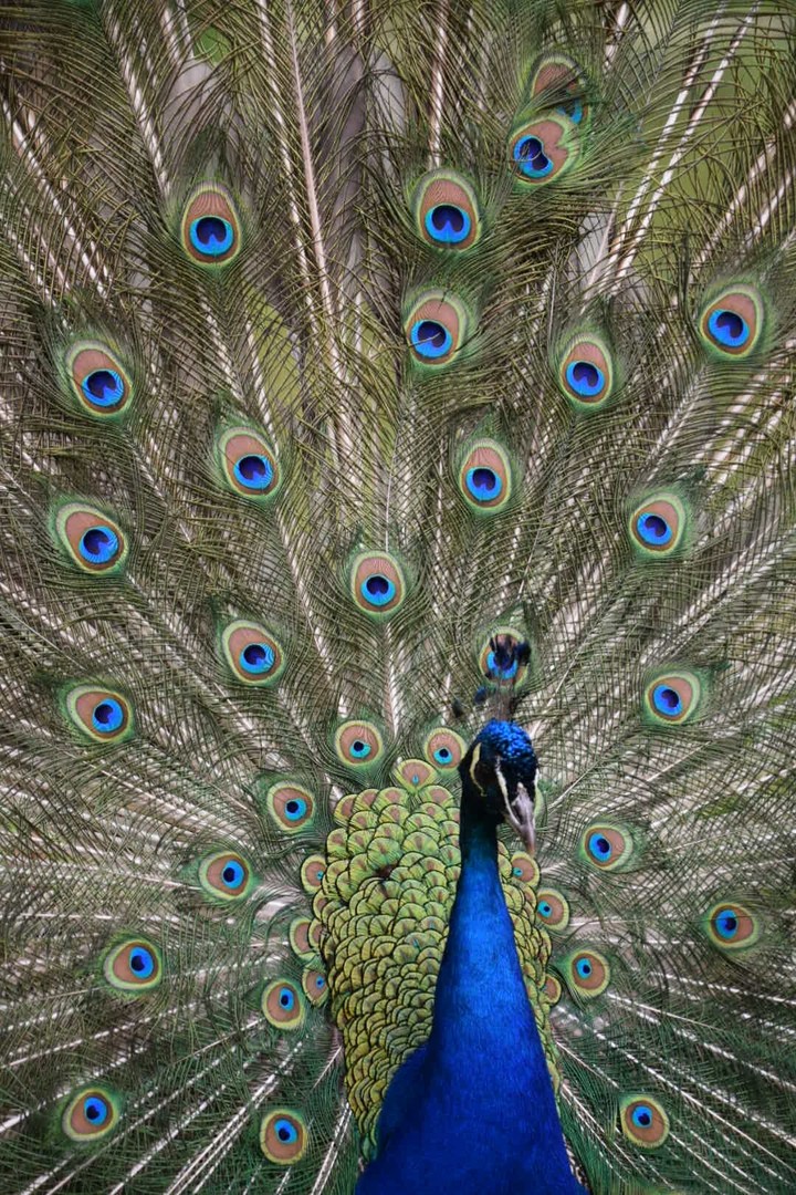 Peacock