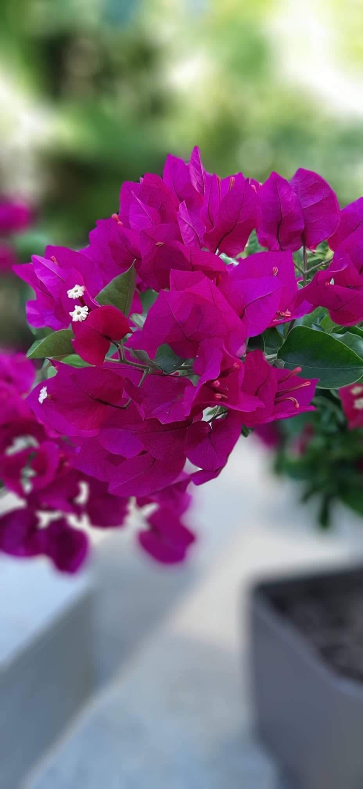 fleurs
