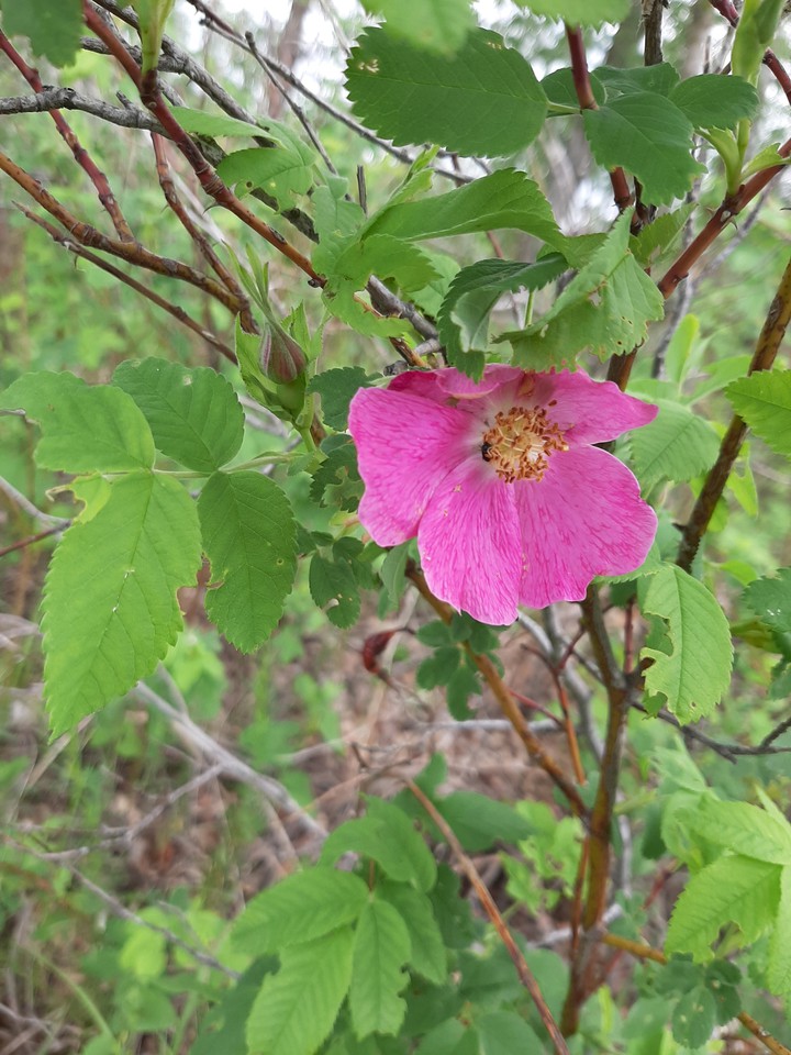 Чайная роза,. Tea rose