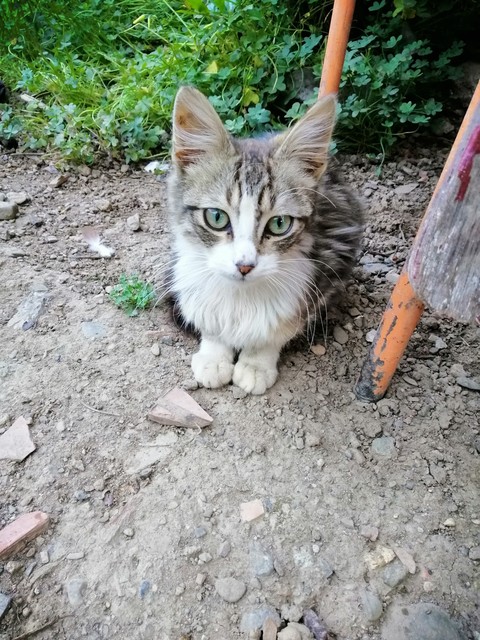 le chat