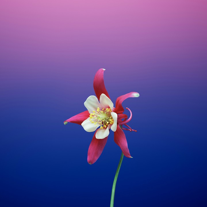 Flower HD