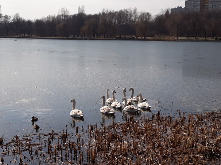 łabędzie