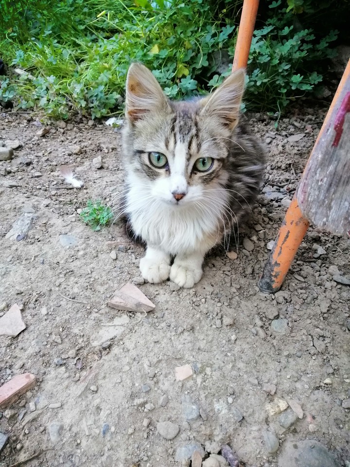 le chat