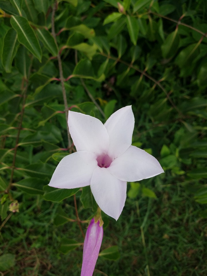 White and Purple