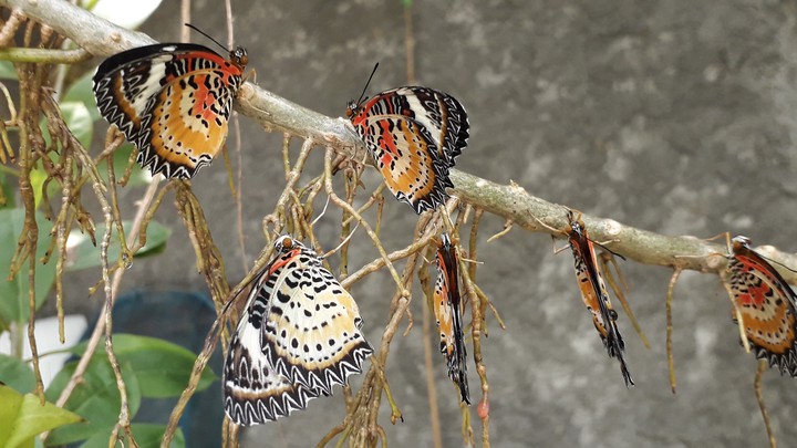 butterfly