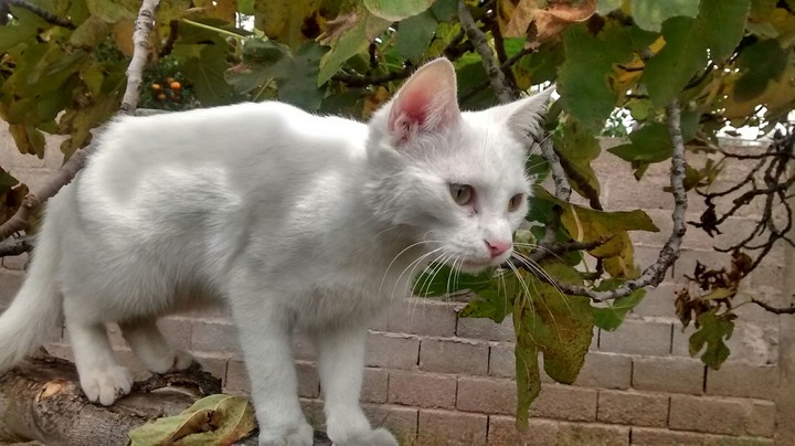 My Cat Luna #2