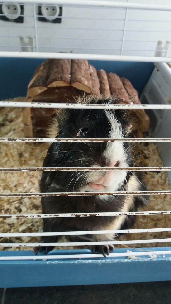 mon cochon dinde