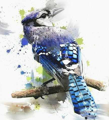 Blue bird