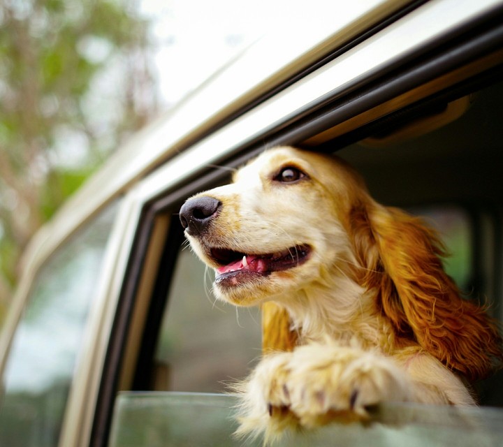 Dogs journey