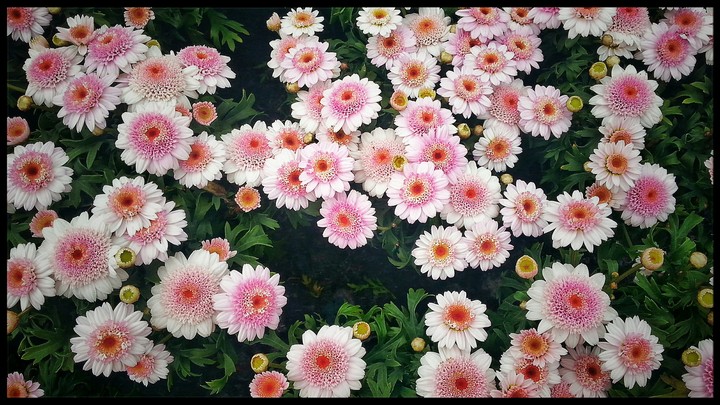 awesome flowers