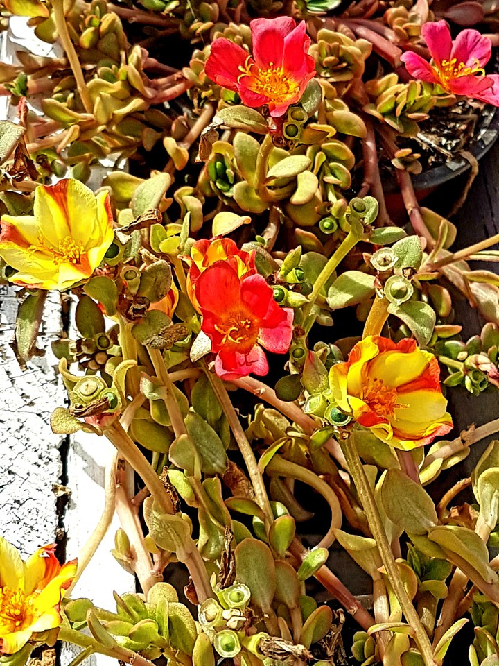 fiori