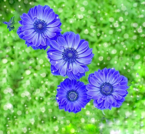 purple