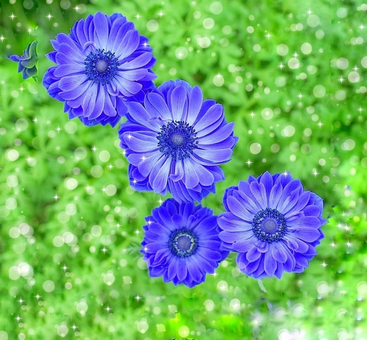 purple