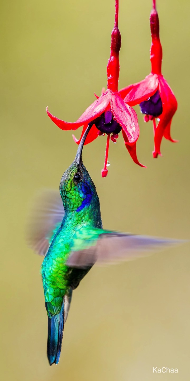 beautiful bird
