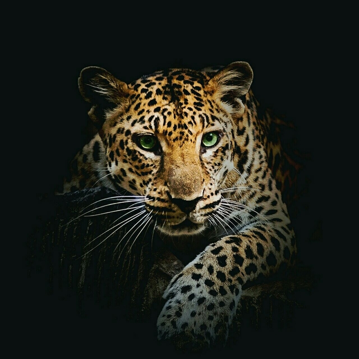 jaguar in the dark