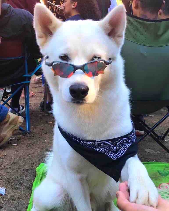 dog bad