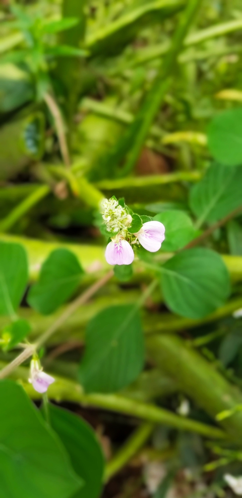 Little Bud