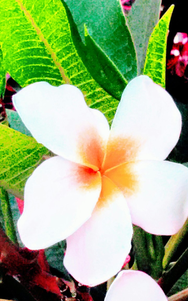 Plumeria