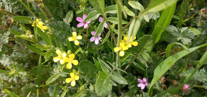 flowers