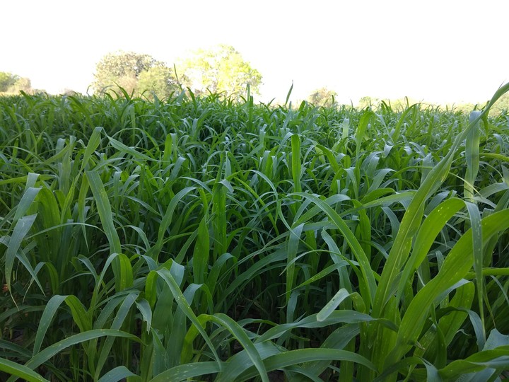Green Grass