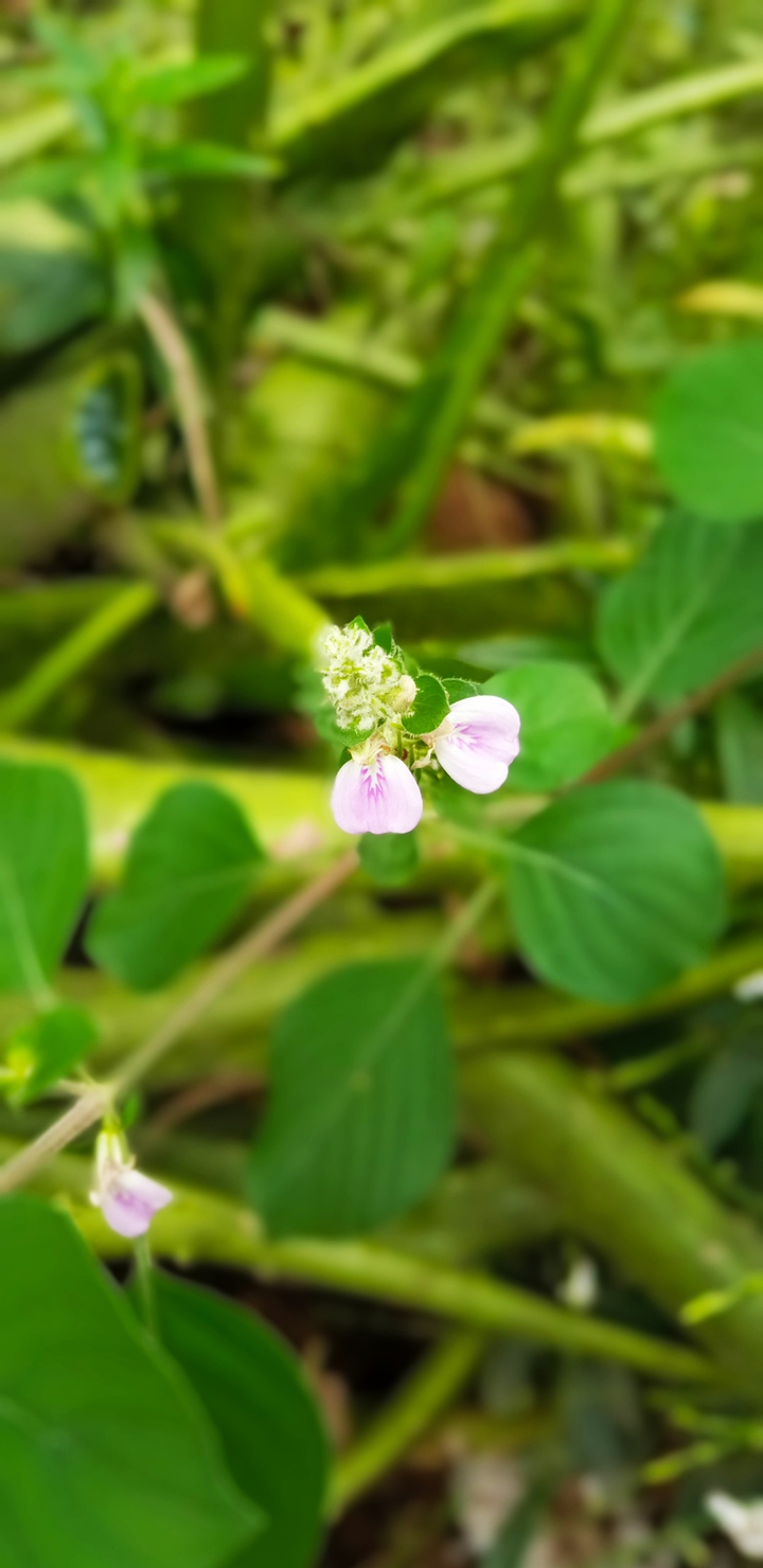 Little Bud