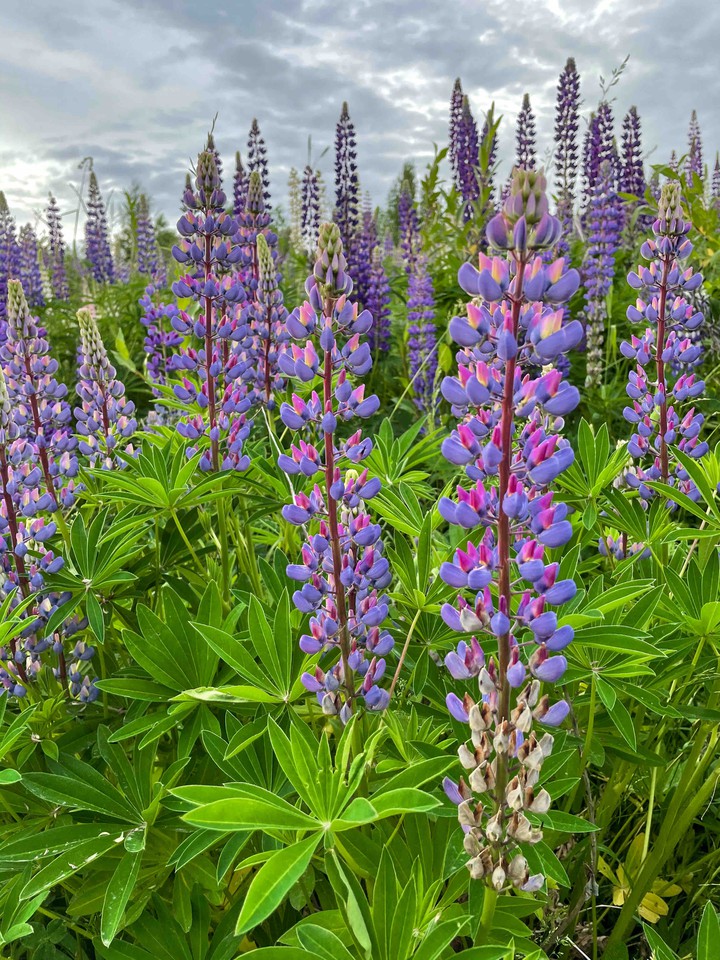 Lupins from Murino 4 (Saint Petersburg, Russia)