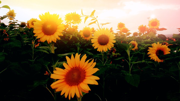 Sunflower