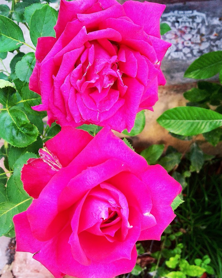 Roses