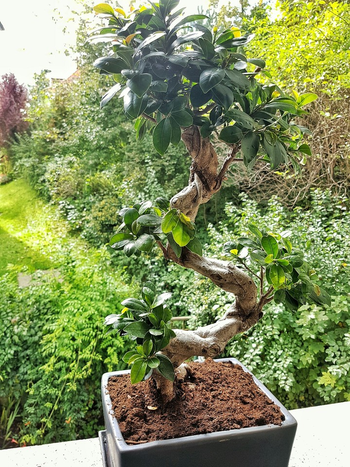 Zen Garden
