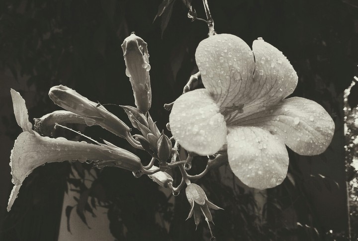 flower with rainy water